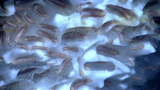 Russian scientists defrosted several prehistoric worms, and two woke up. After thawing, the two worms began to move and eat. One is 32,000 years old and the other 41,700 years old.