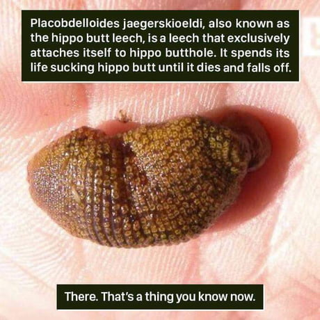The more you know