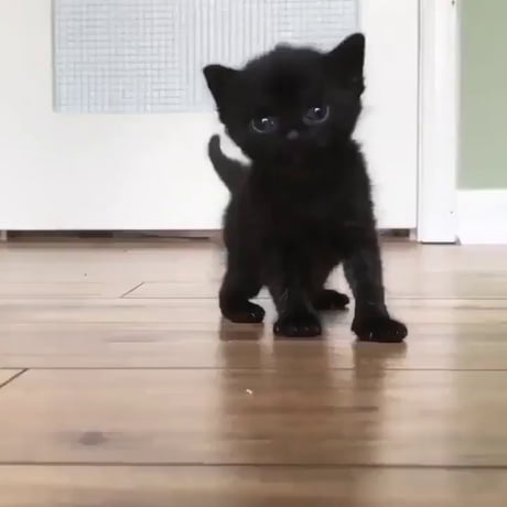 Tiny darkness learns how to walk