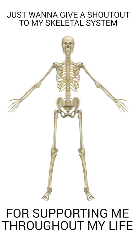 Skeletal System Memes 🔥 25+ Best Memes About Human Skeleton | Human