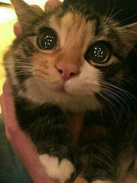 Stop Everything And Look At This Happy Cat 9gag