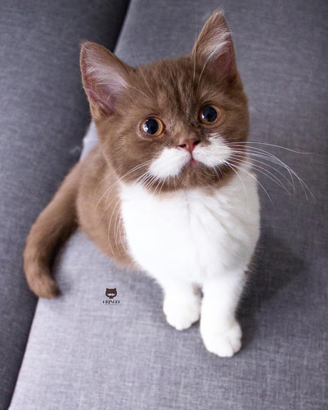 Meet Gringo, The Cat Who Has A Perfect White Mustache And The Internet Is In Love - 9GAG