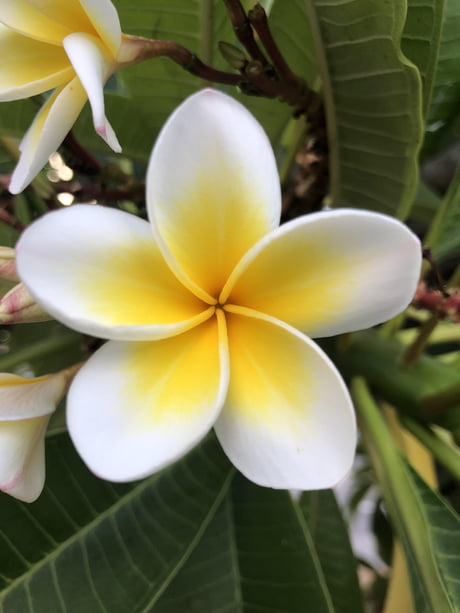 Plumeria