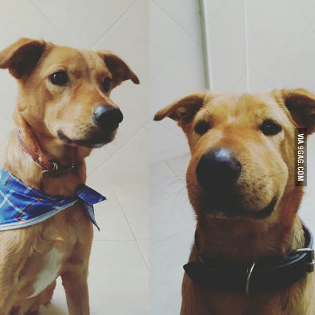 My Dog Stepped On A Bee GNEEEH. - 9GAG