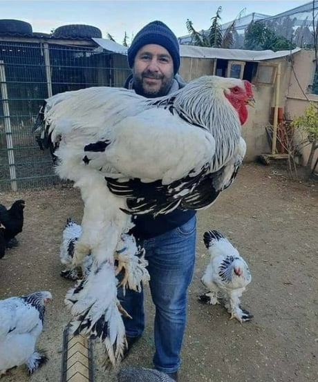 Big Cock - 9GAG