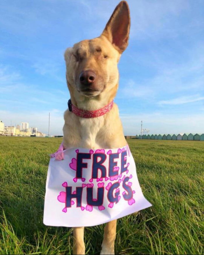 Meet Maggie The Wonder Dog , a former street dog in Lebanon, had four bullets removed from her eyes which left her blind. Her ear was cut off but thankfully this has not affected her hearing.