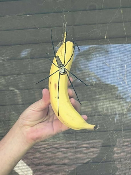 Tiny hammer, with tiny banana for scale - 9GAG