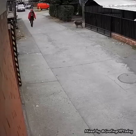 Dog saves girl from a kidnapper