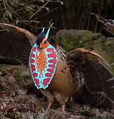 Wild bird caught evolving in the forest gif