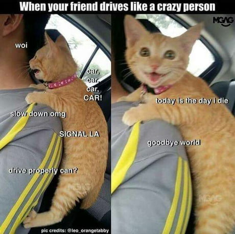LuckyOllie - 9GAG