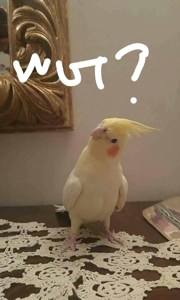 Told my parrot we are out of seed he's reaction is priceless...