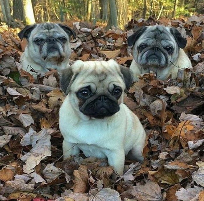 Puggos enjoying the leaves