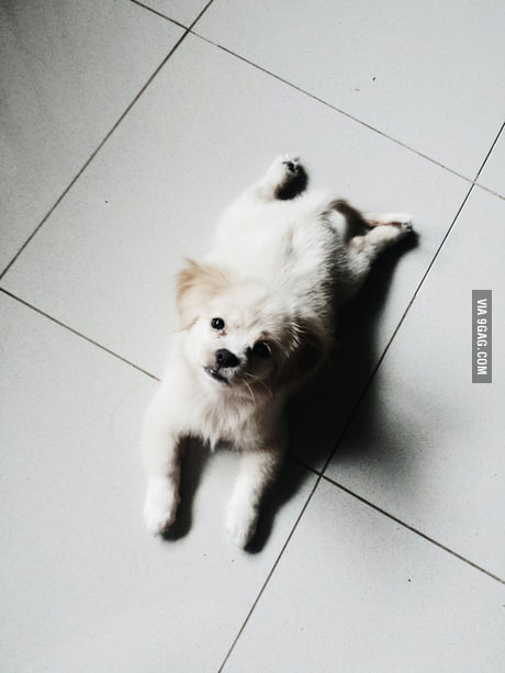 This Is Waffle My 3 Month Old Japanese Spitz X Shih Tzu Pup 9gag