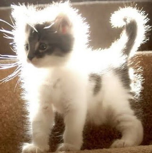 Any ideas on how to reduce static electricity in a cat's fur? 9GAG