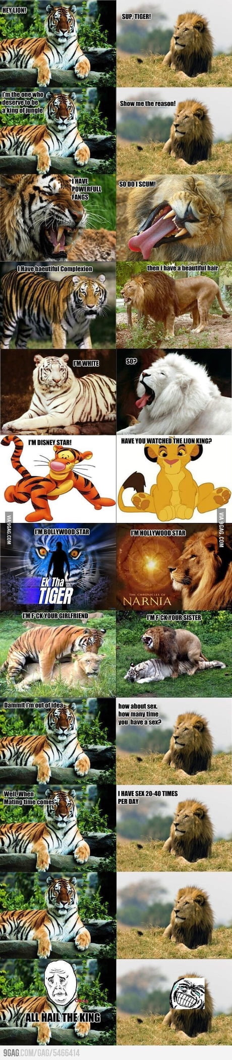 Lion vs tiger gone sexual - 9GAG