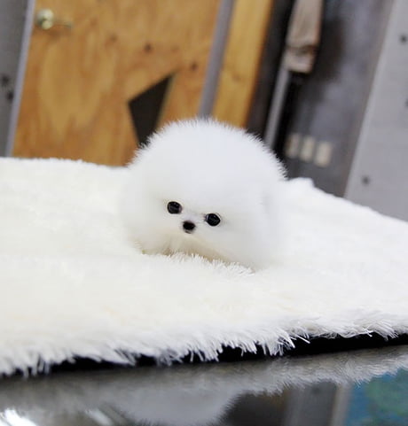 a dog that looks like a snowball