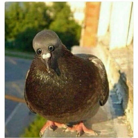 I Think My Fish Is Retarded 9gag