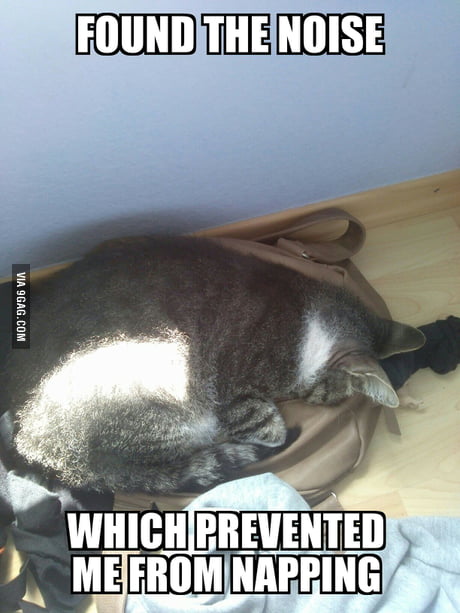 It was my girlfriend's cat snoring in the corner. - 9GAG It was my girlfriend's cat snoring in the corner. - 9GAG