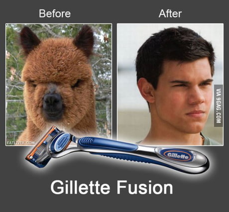 Shave a panda and you get fat Jacob - 9GAG