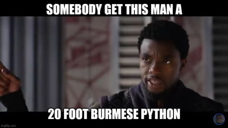 Best Funny python Memes - 9GAG