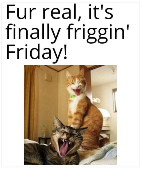 funny friday cats