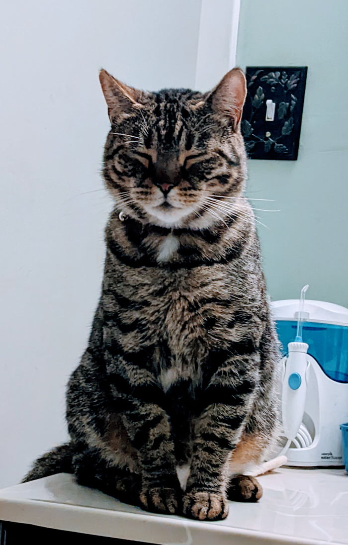 With Zenlike attributes, my mini tiger cat, Squanchy, has learned to