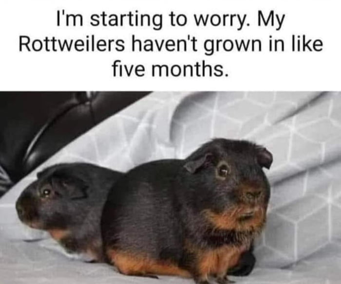 stunted-growth-9gag