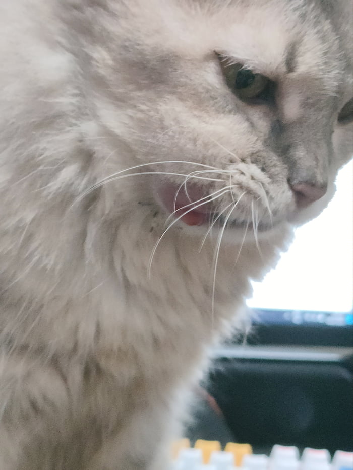 I need help. This is our cat, and she's got these mouth sores that don