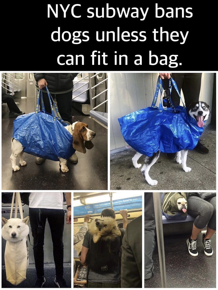 dogs-on-trains-9gag