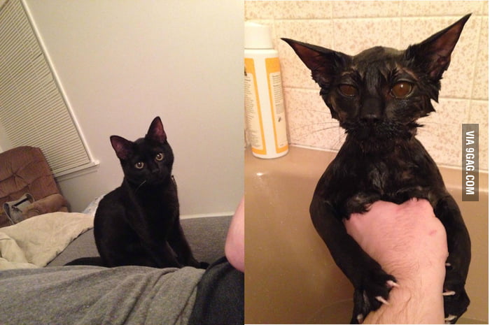 I can't believe these are the same species, let alone the same cat. - 9GAG