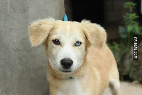 Half husky discount half golden retriever