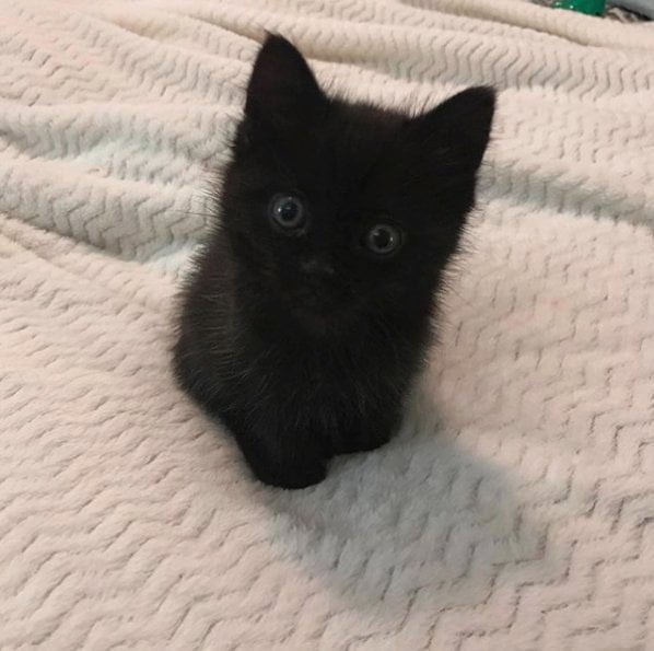 A little floof to brighten the days of those sorting by new