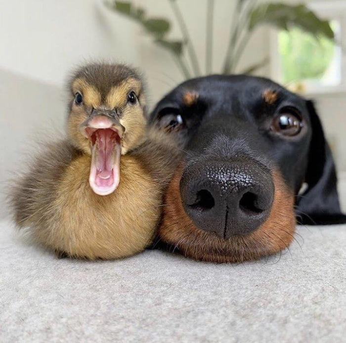 Friendship Goals