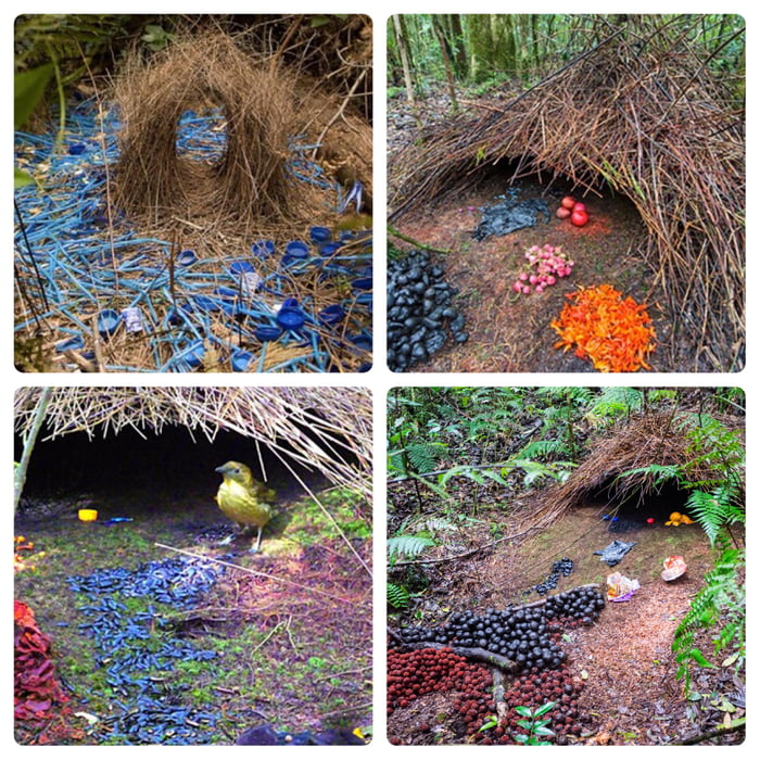 the-bowerbird-has-one-of-the-most-elaborate-nests-of-all-birds-they