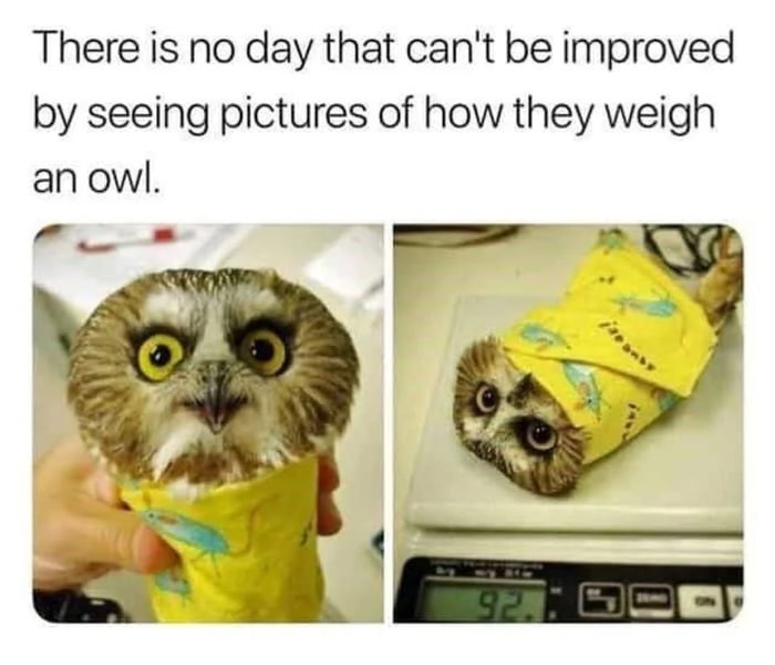 Burrito + Owl = Burritowl?
