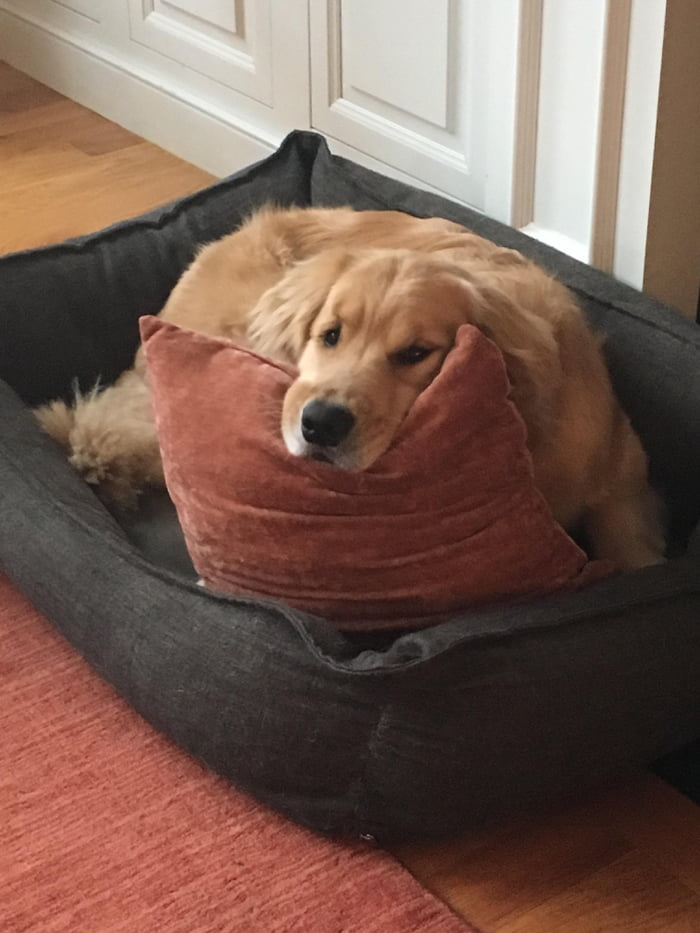 Buy him $50 bed and he steals pillow of sofa. Doesn&rsquo;t give one sh**!!