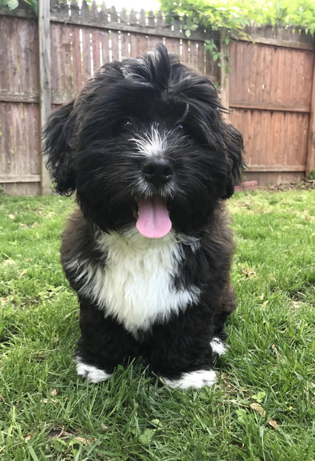 bernese mountain dog shih tzu mix