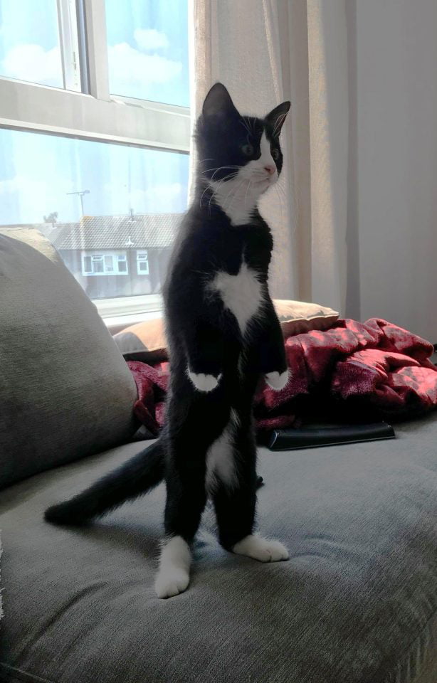 cats-can-stand-on-their-hind-legs-9gag