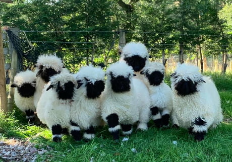 valais blacknose sheep plush