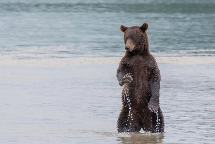 Stunning Finalists Of The Comedy Wildlife Photography Awards 2017 9gag