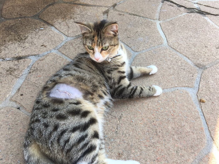 Took My 6 Month Old Cat Candy For Desex Was Already Heavily 