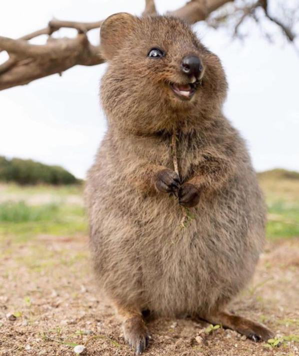 The quokka, the animal that always smile - 9GAG