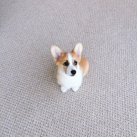 3 month old corgi