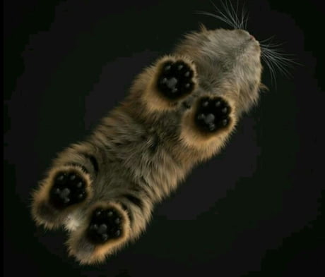 Hairy pussy seen from below