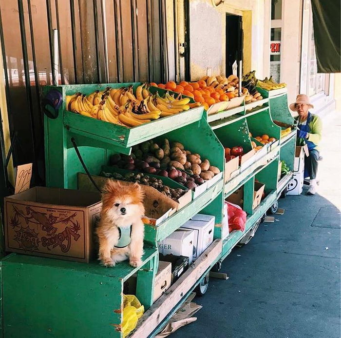 One-eyed smol girl watches fruit stand🏅