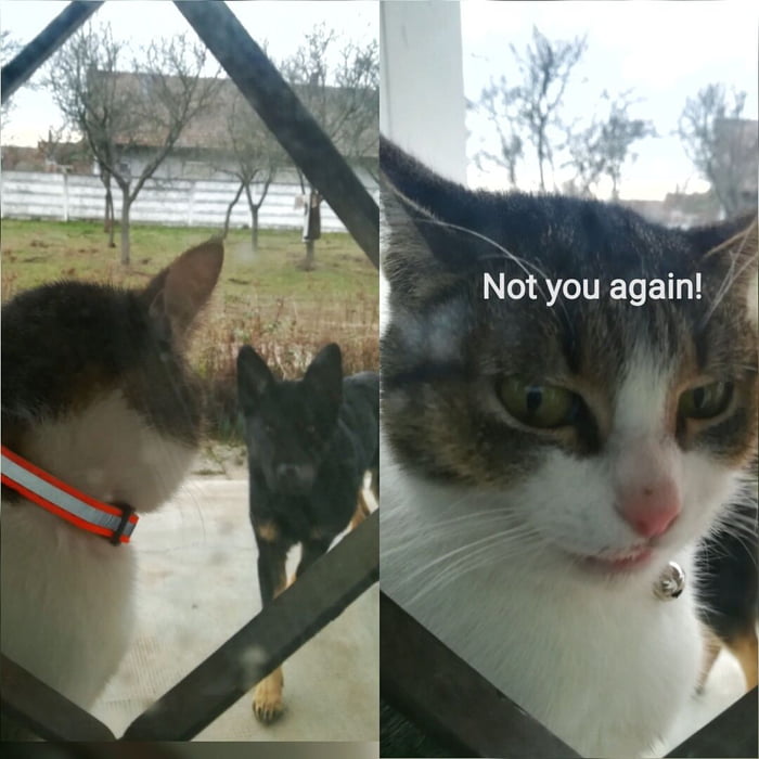 My cat and my dog have a special relationship!
