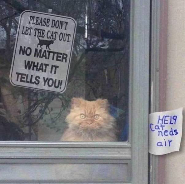 That cat...is fishy