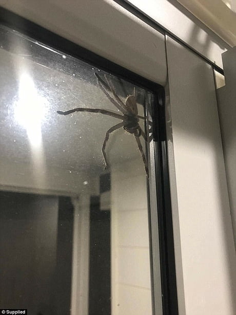 giant australian huntsman spider
