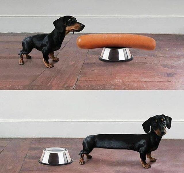 Hmmm hotdog