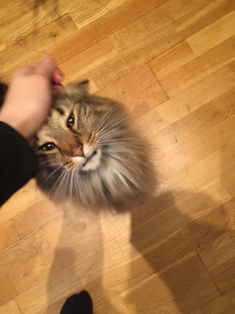 My Norwegian Forest Cat Looks Like Little Lion 9gag